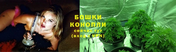 индика Бородино